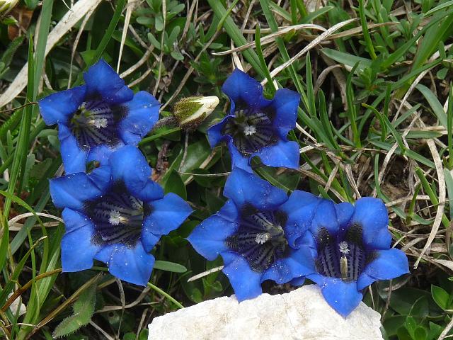 (15) Trumpet Gentian.JPG